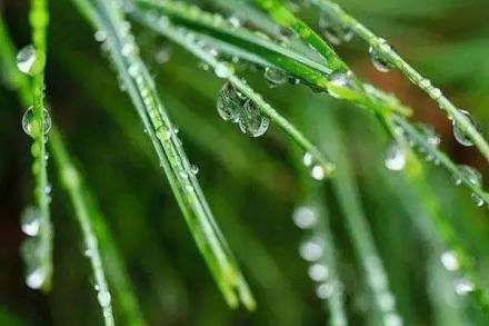 二十四节气白露高清图,二十四节气白露ppt