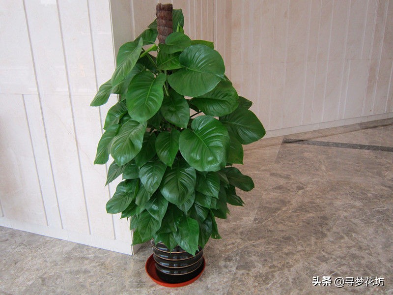 适合摆在客厅且吸甲醛的绿植,适合放客厅的大盆绿植吸甲醛