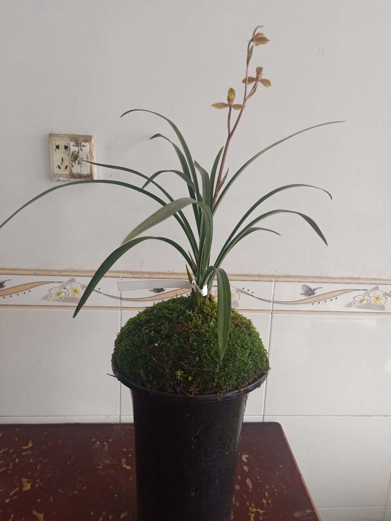 兰花碎石上面要不要盖青苔,兰花如何长青苔和叶子枯黄