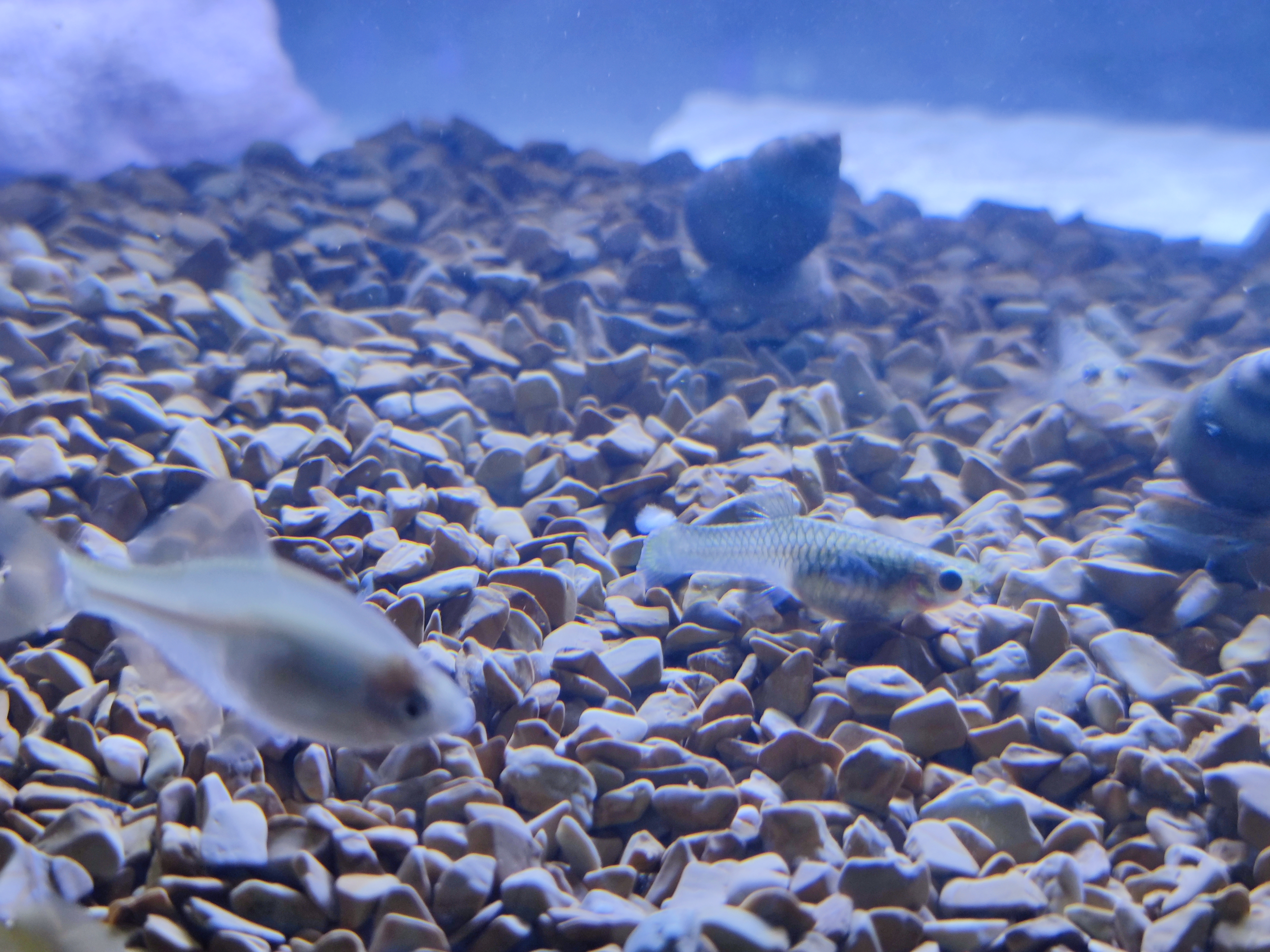 手巾鱼是不是菩萨鱼,菩萨鱼与花手巾鱼的区别