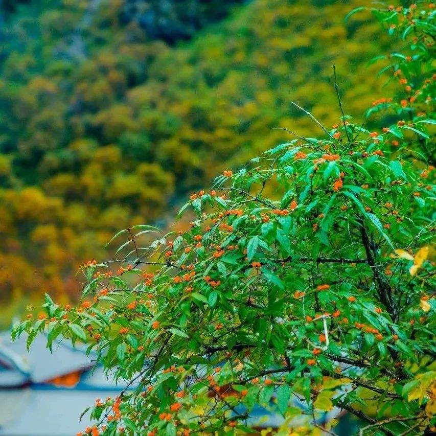 几时归去做个闲人啥意思,几时归去作个闲人全诗