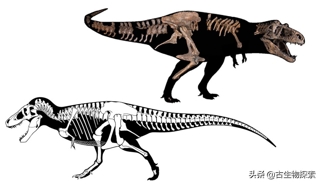 古生物学家恐龙化石霸王龙,中国发现霸王龙化石