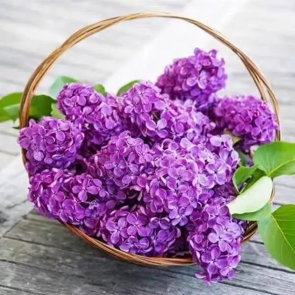 这六种花寓意吉祥好养易活,公认最吉利的4种花