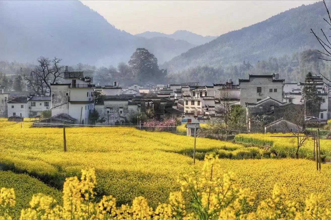 赏油菜花攻略,寻找最美油菜花可去这十大景点