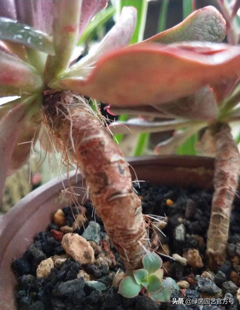 多肉唐印为什么夏天长气根,多肉蒂亚换盆之后出现气根和黄叶