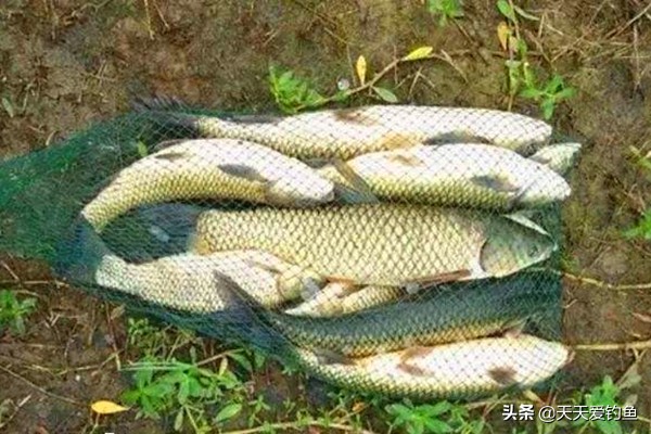 多钩悬钓草鱼的正确方法,串钩浅水钓草鱼最快的钓法