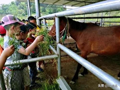 清远鹅汤圆,清远过年哪里免门票