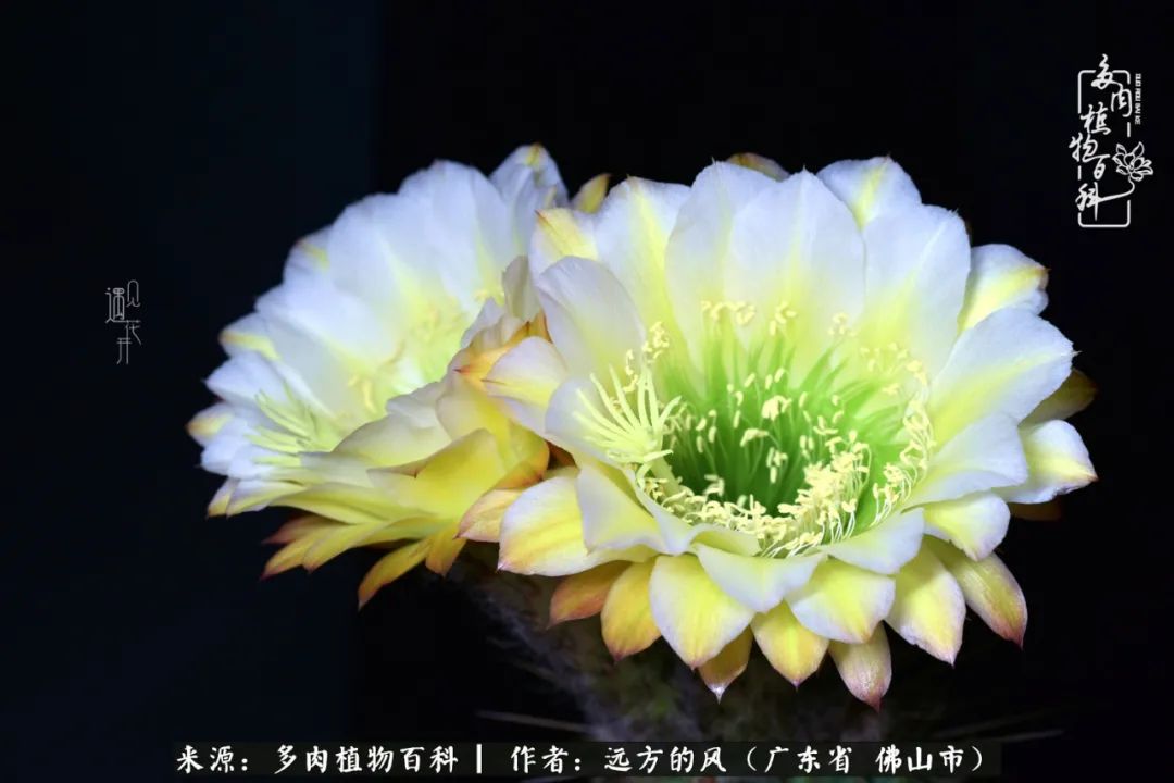 那些花儿在每个角落静静为你开着,那些花儿在每个角落静静地绽放