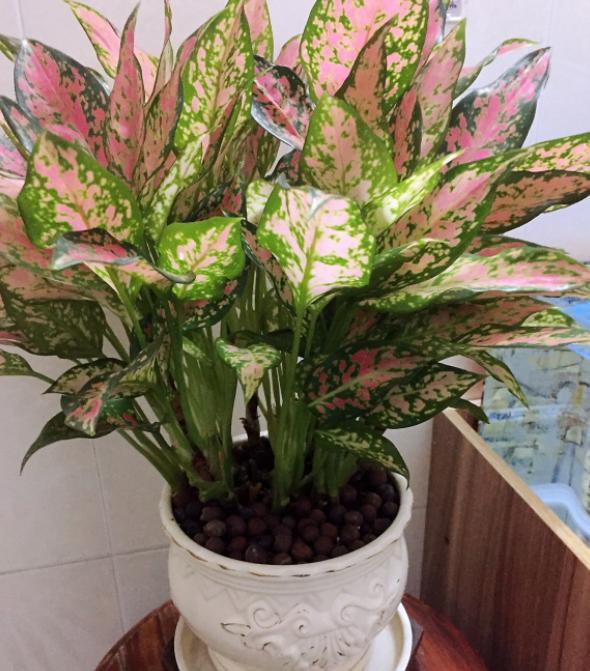 家里放财气的六种花,家里养什么花最好运气最旺