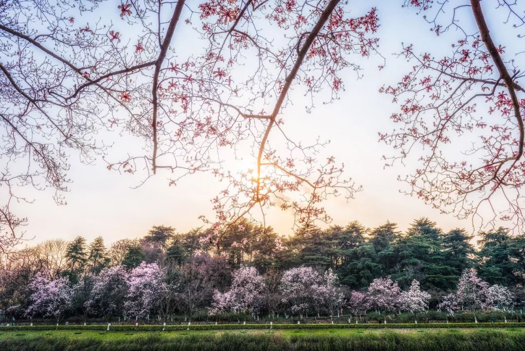 最漂亮的雨花台,雨花台风景太美了