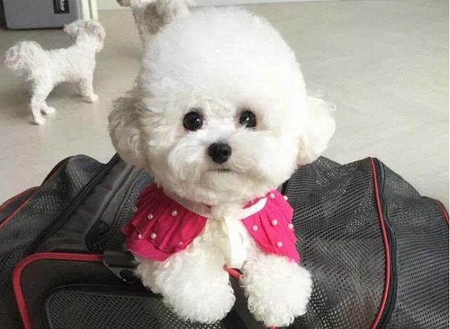 比熊犬舔你是怎么回事,比熊犬舔你的脸是为什么