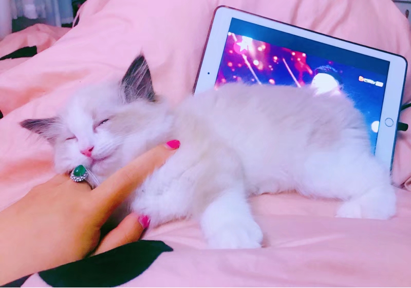 如何改掉和宠物睡觉的习惯,宠物睡觉必备知识有哪些