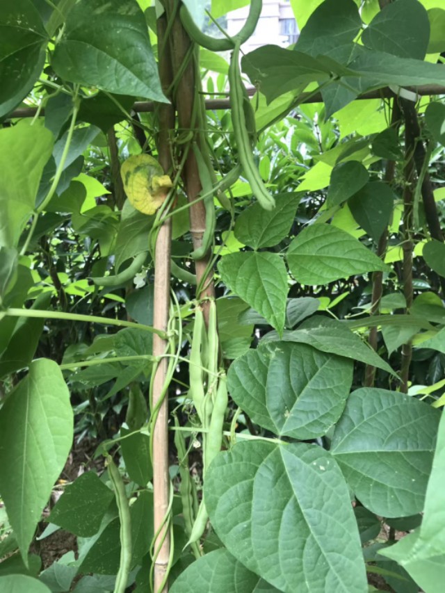 种菜的乐趣的古诗,农村小院种菜的诗句