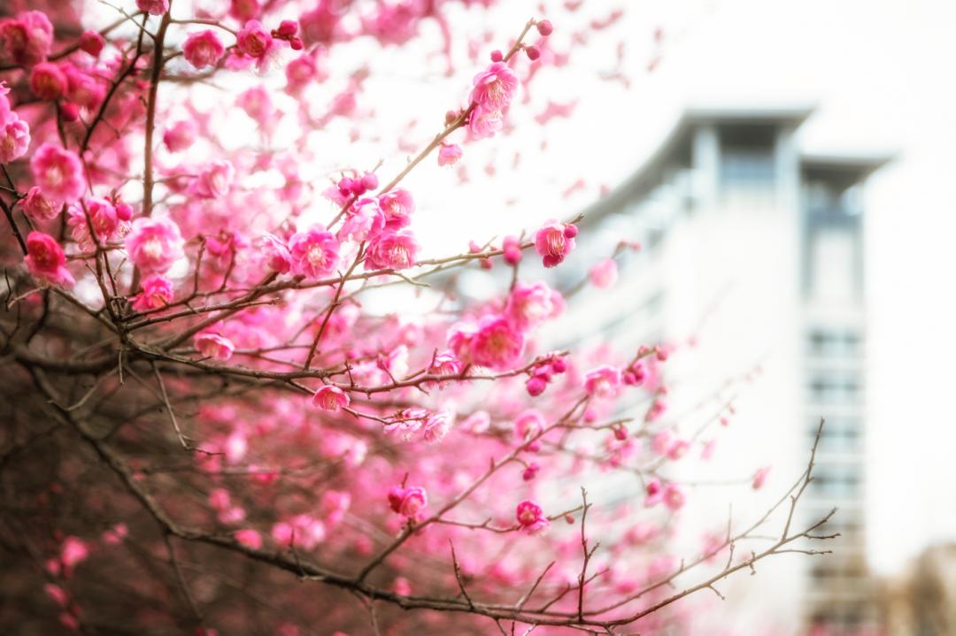 杭州美职学校风景,杭州美丽学校评选