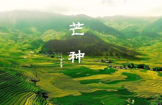 芒种这首歌为啥叫芒种,芒种这首歌为什么叫芒种呢