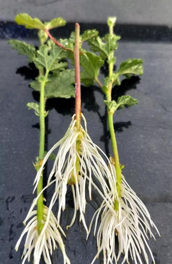 剪下枝条给根插水就能活的绿植,什么花枝条插水就能活