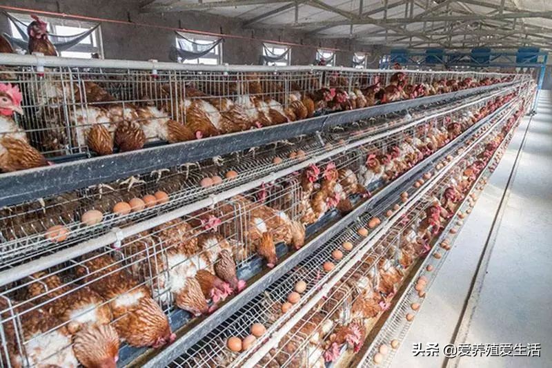 蛋鸡高峰期产蛋率涨得慢怎么办,蛋鸡产蛋率下降怎么解决