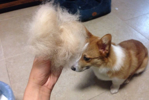 狗狗秋季掉毛严重什么原因,狗狗掉毛程度排行榜