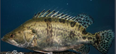 凶猛路亚对象鱼,路亚对象鱼有哪些