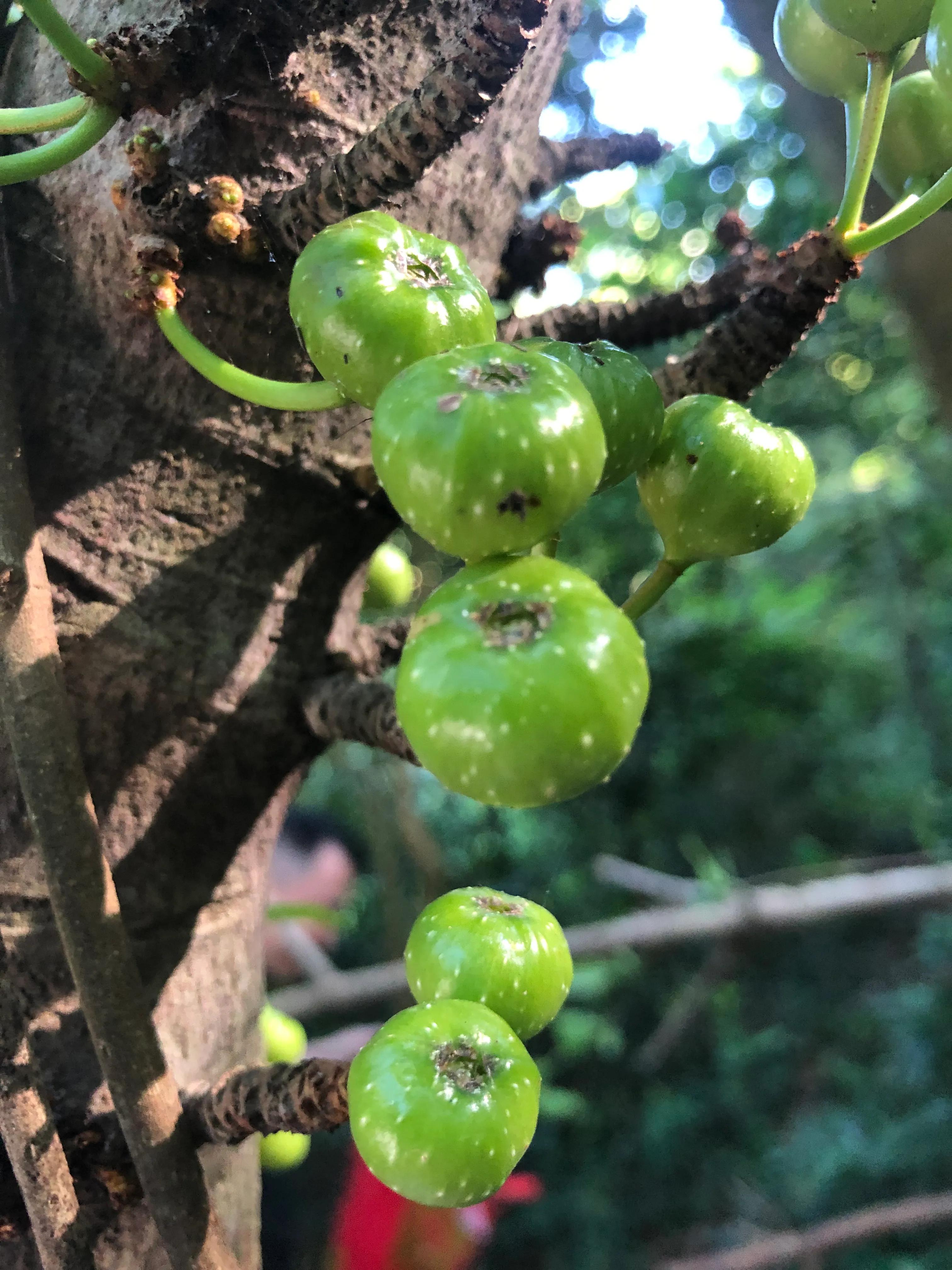 深山野岭野生植物,深山老林野菜植物