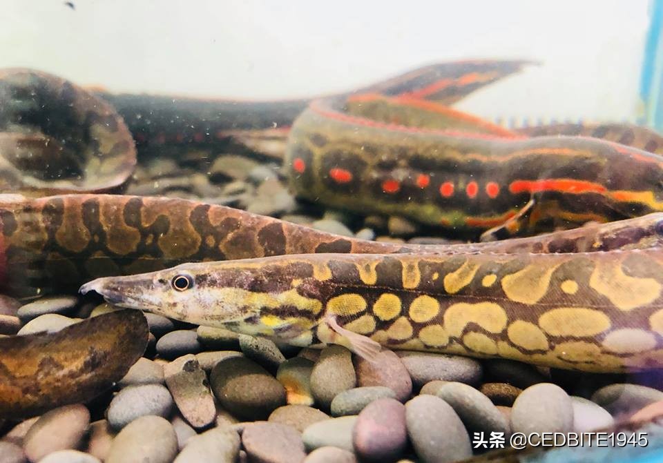 有趣的鱼——罕见的轮胎龙和常见的伪轮胎龙（大刺鳅）