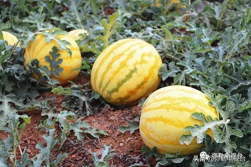 弥勒千亩西瓜熟了！黄心瓜、红心瓜、小香瓜…你喜欢哪种？