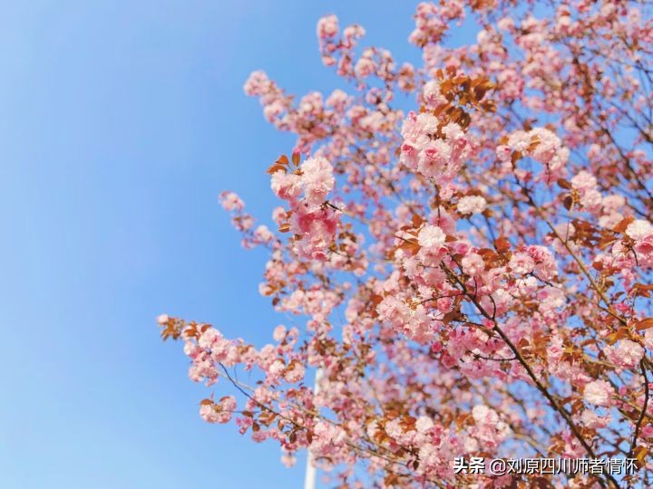 千字文第三十九章朗读,千字文第二十四段朗读