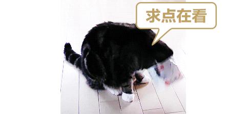 猫能被东西卡住动不了吗,猫好像被什么东西卡住一样