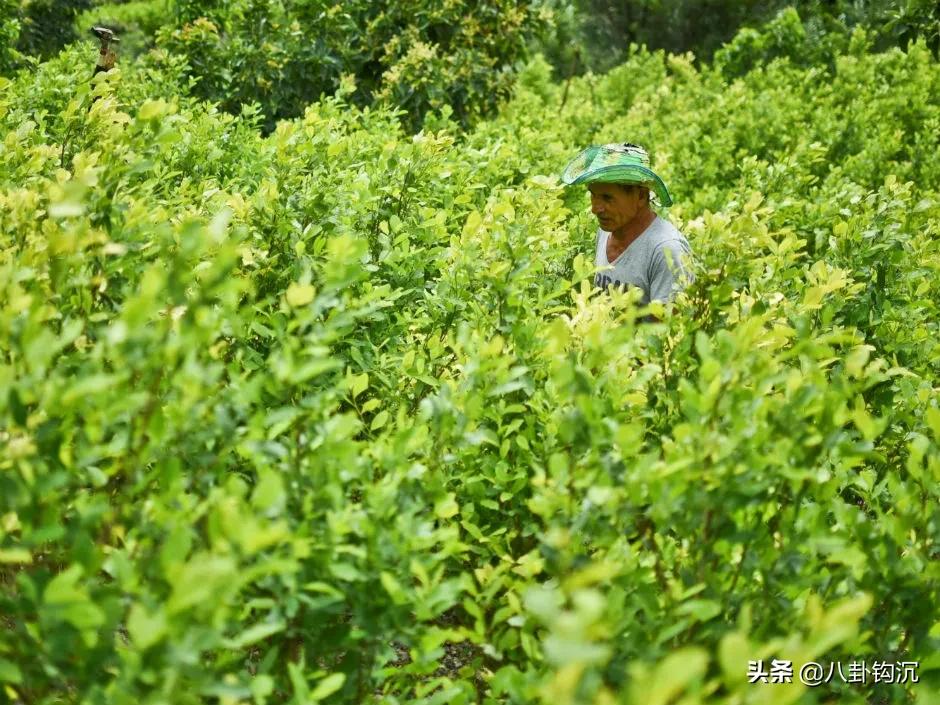 *品毒**战争背后的商业秘密：价格博弈、人力资源、特许经营