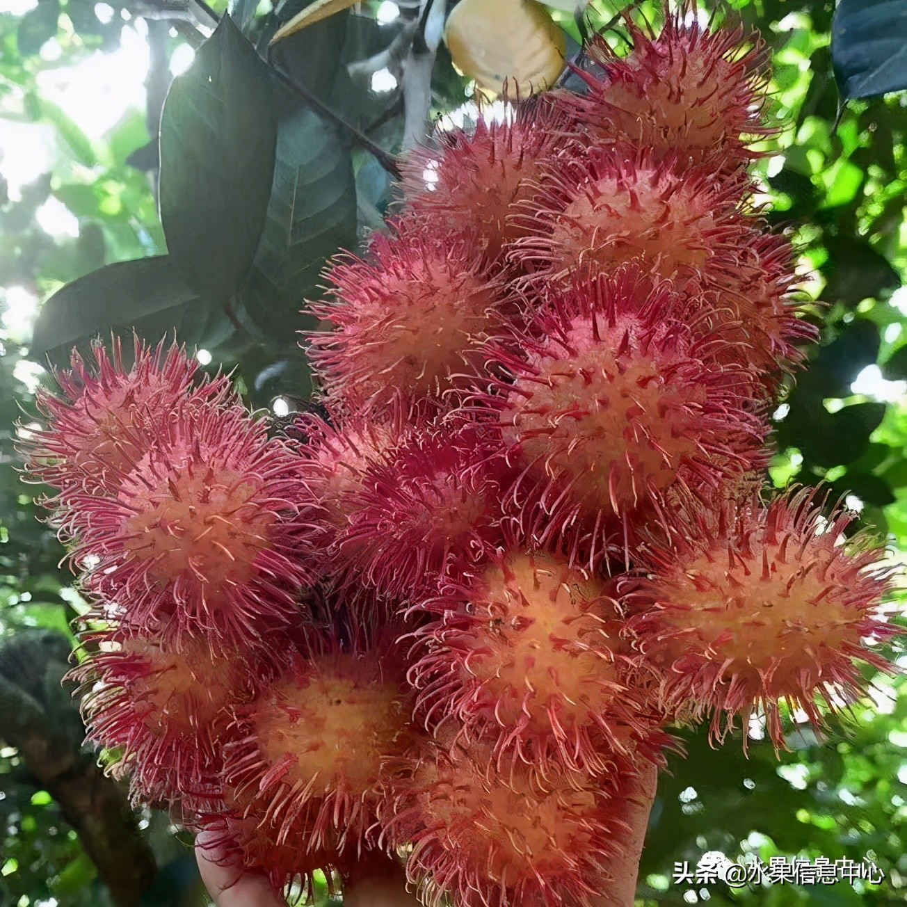 海南水果都有哪些品种图片及名称,海南水果上市时间表赶快收藏吧
