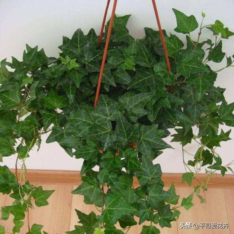 吸甲醛最好的3种花,什么花可以净化空气吸收甲醛