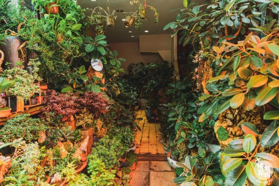 逛逛园博花鸟市场,园博花鸟市场攻略