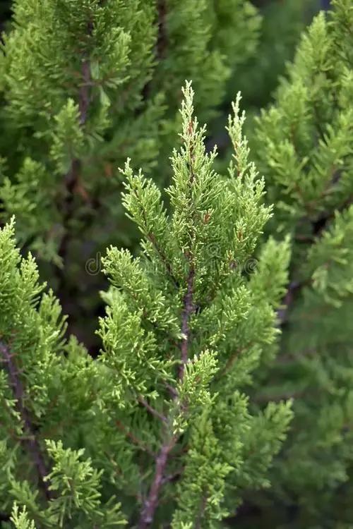 十二星座男生水瓶座专属的礼服,12星座专属香水男生