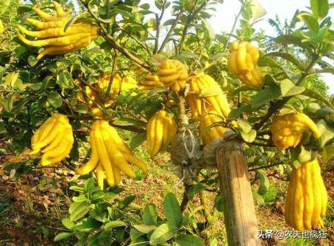 奇特的十种水果,100种奇特的水果图片