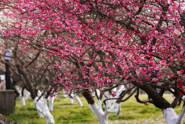 杭州必打卡景点人气榜,杭州旅游必须去的十大景点推荐