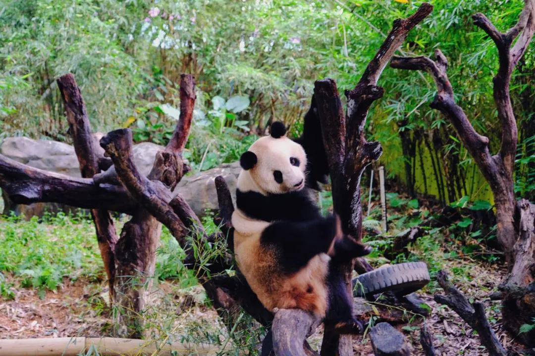 广州长隆最省钱玩法,最实惠广州长隆攻略