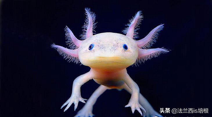 辟谣：六角恐龙终生幼态，只为长寿？不，幼态能维持肢体再生力