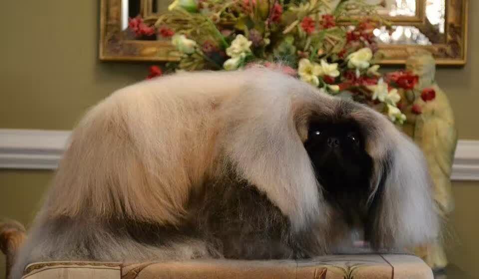 世界顶级北京犬,十大名犬北京犬