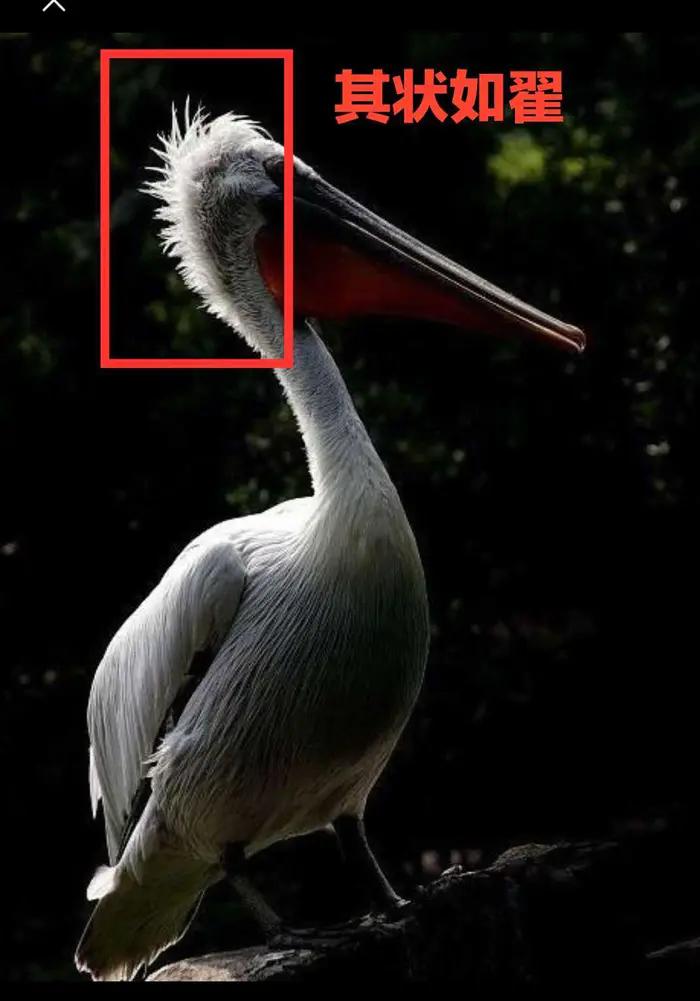 西山经解读,西山经图谱大全