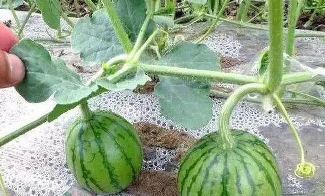 西瓜蚜虫防治最佳药剂,西瓜的蚜虫打不死用什么农药