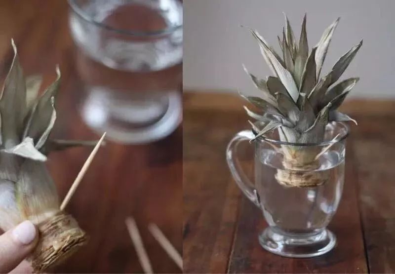 玉米棒子插水里，7天冒出小森林