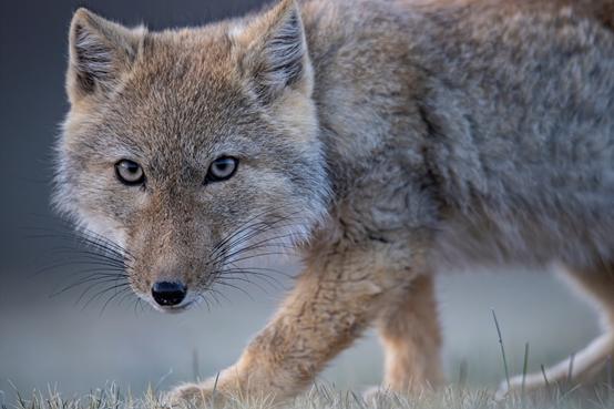 尼康d6拍鸟评测,摄影全套教程尼康d6