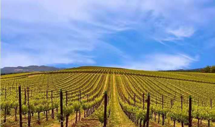 在百年党史中砥砺前行,世界五大葡萄酒产区