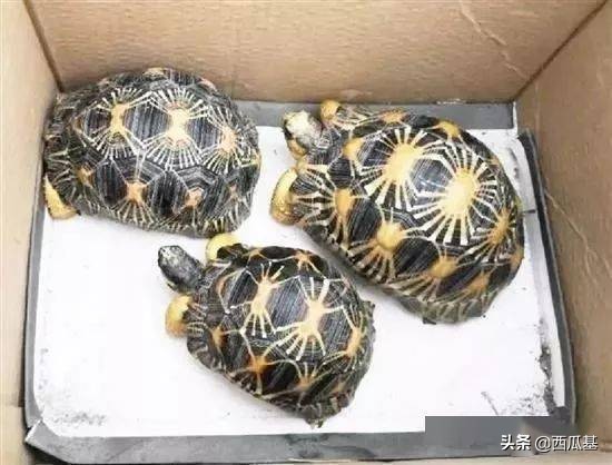 这些动物，再喜欢也不能养，否则警察叔叔找上门