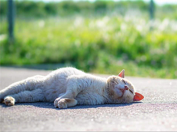 猫咪喝了防冻液会死吗,猫咪吃了防冻液什么症状