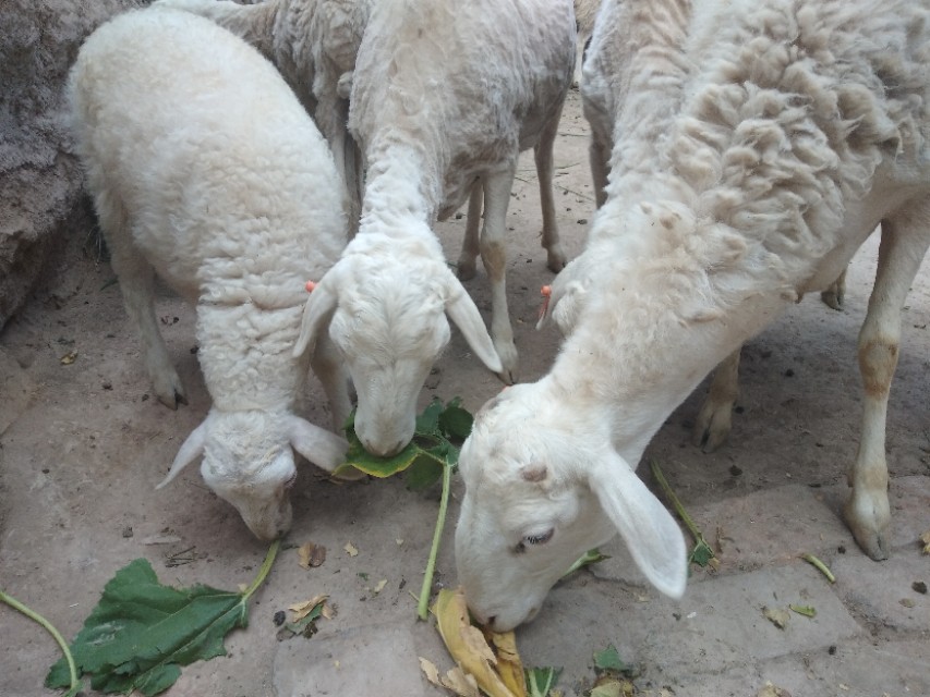 农村养几只羊最合适,农村家里养十几只羊可以吗