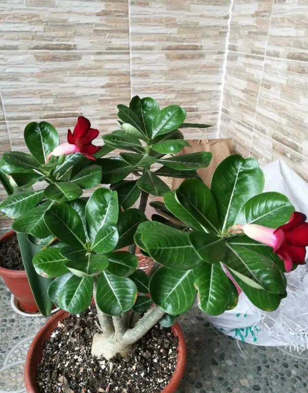 夏天种花不浇水的小窍门,哪十种花夏季少浇水