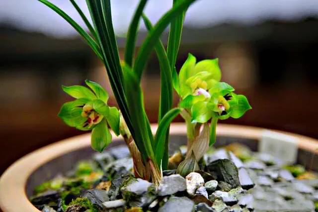 春兰天彭牡丹香味好吗,春兰天彭牡丹兰花简介