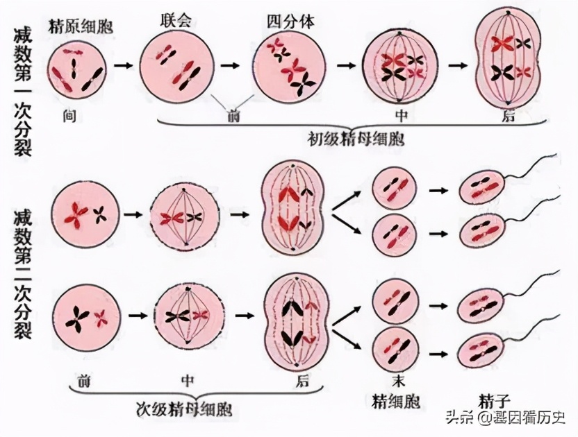 杂交育种怎么样才算成功,杂交过程中遇到哪些问题