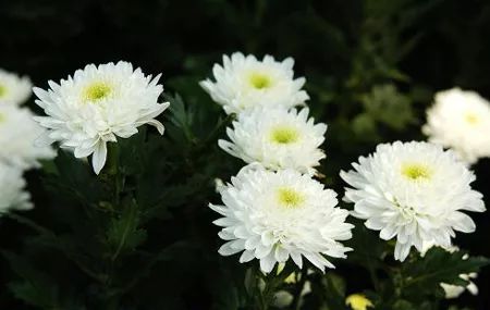 史铁生秋天的怀念歌曲,史铁生秋天的怀念片段